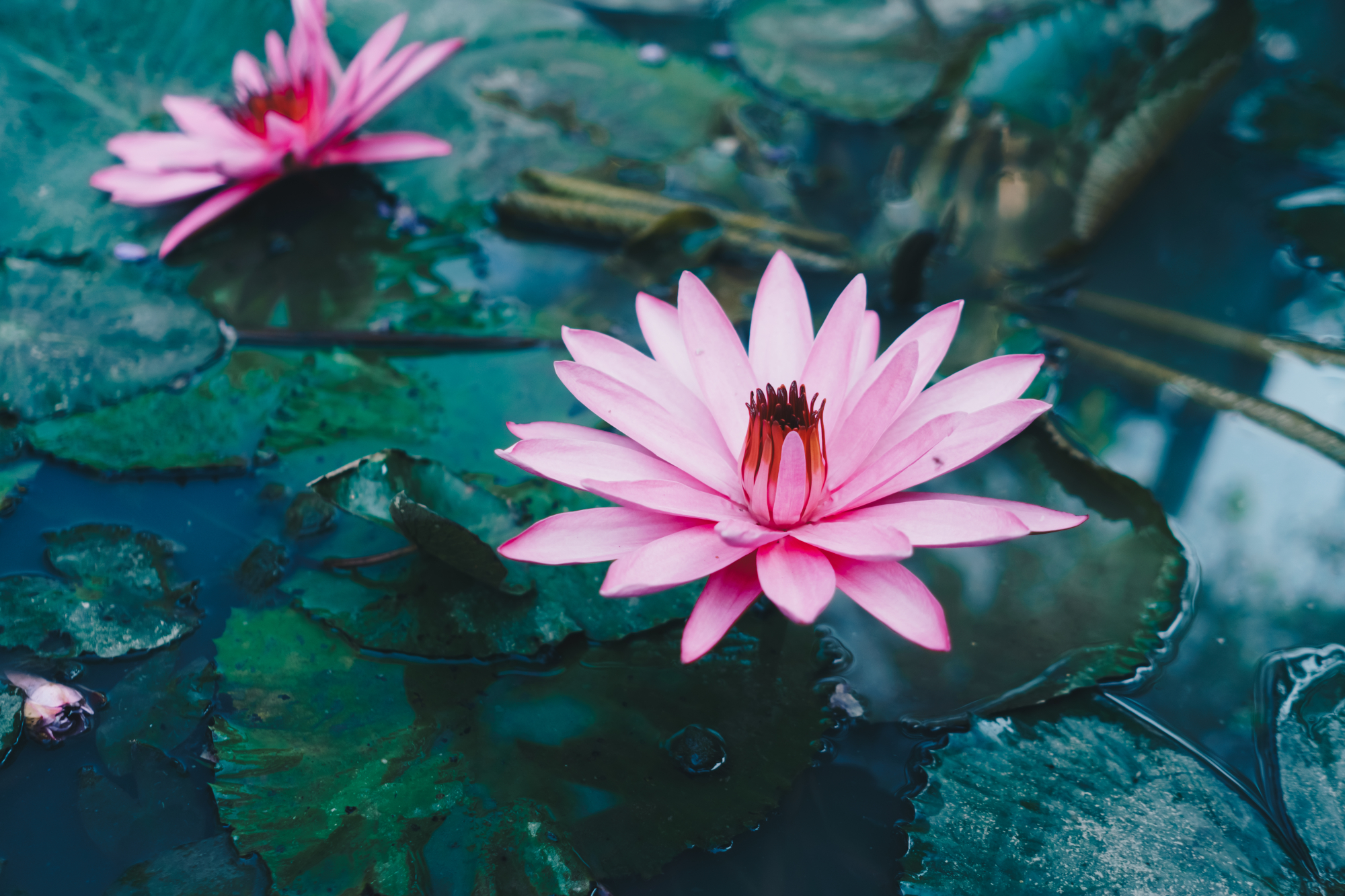 Pink lotus in pond at sunrise